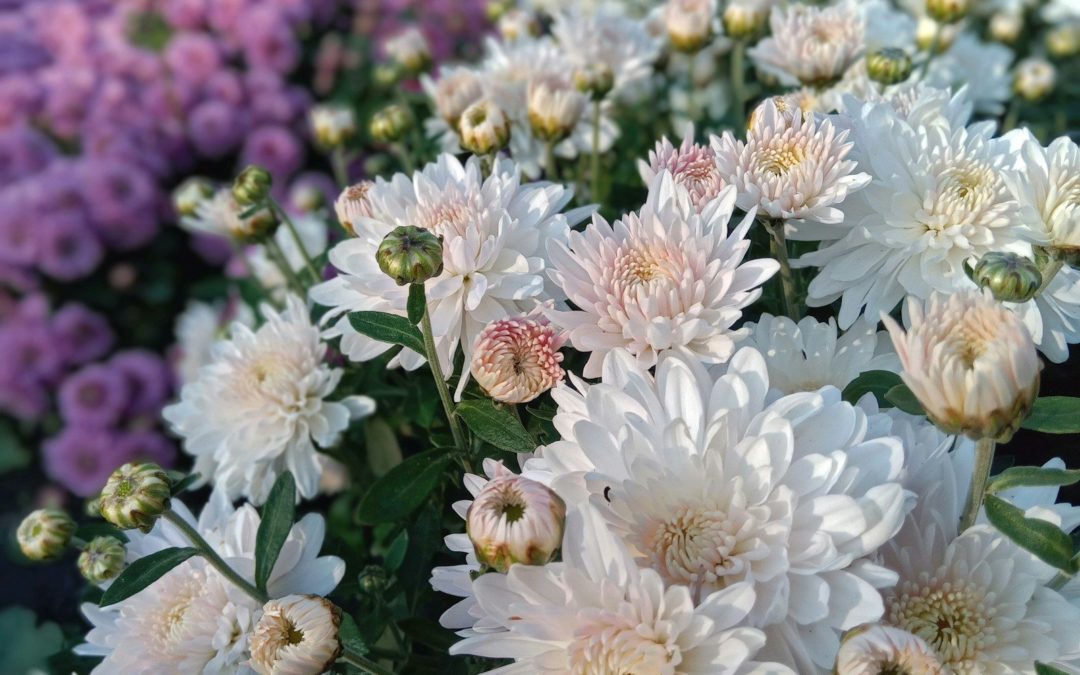 A bunch of white and pink flowers in a garden